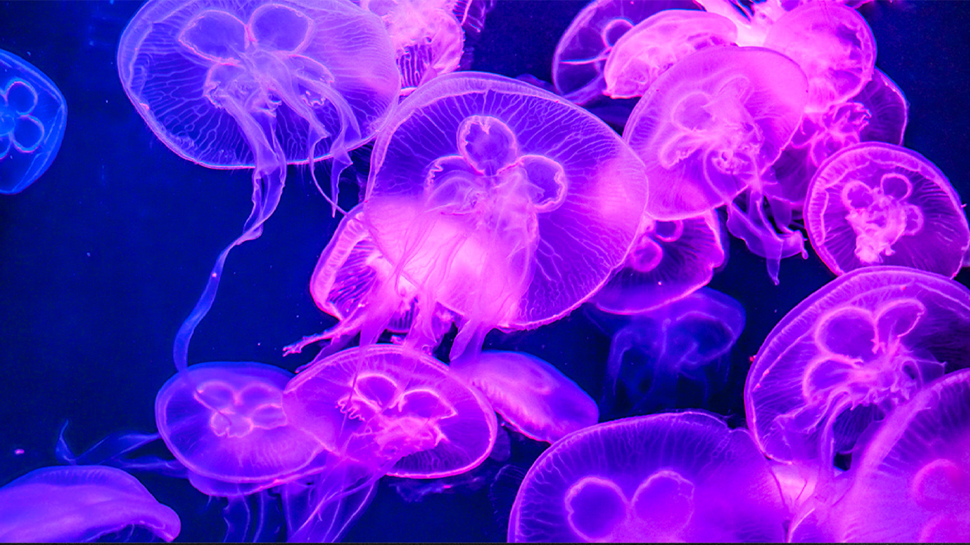 Meduza 2